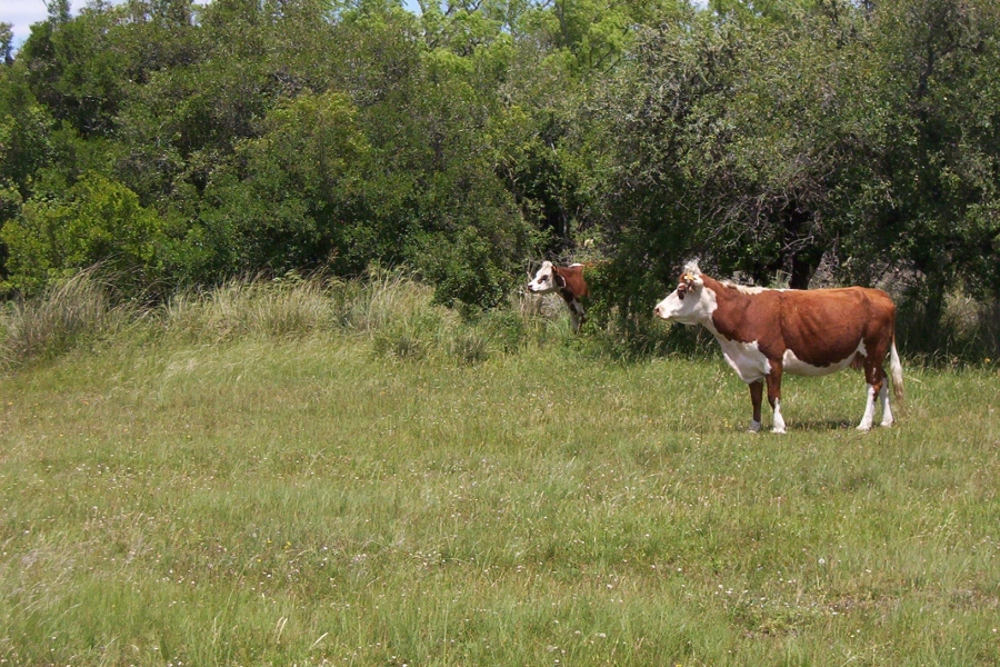 586 ha. Cerro Colorado. Florida.