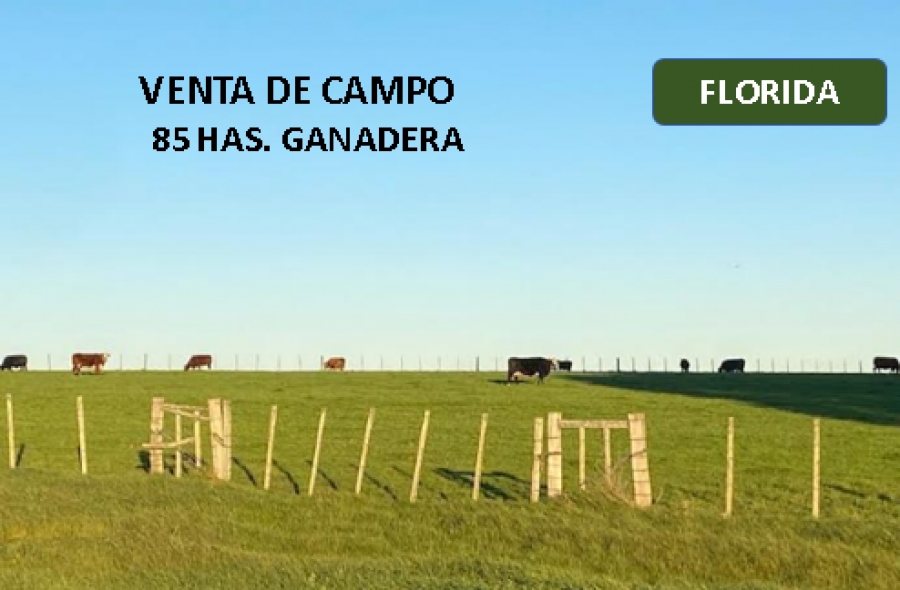 FLORIDA 85 HAS. GANADERA