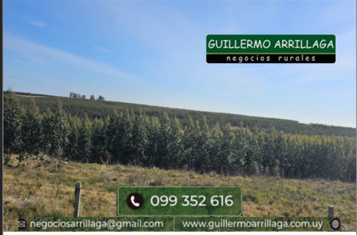 1900 has. FORESTAL, AGR&Iacute;COLA, GANADERO EN LAVALLEJA
